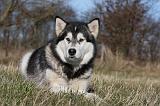 ALASKAN MALAMUTE 772